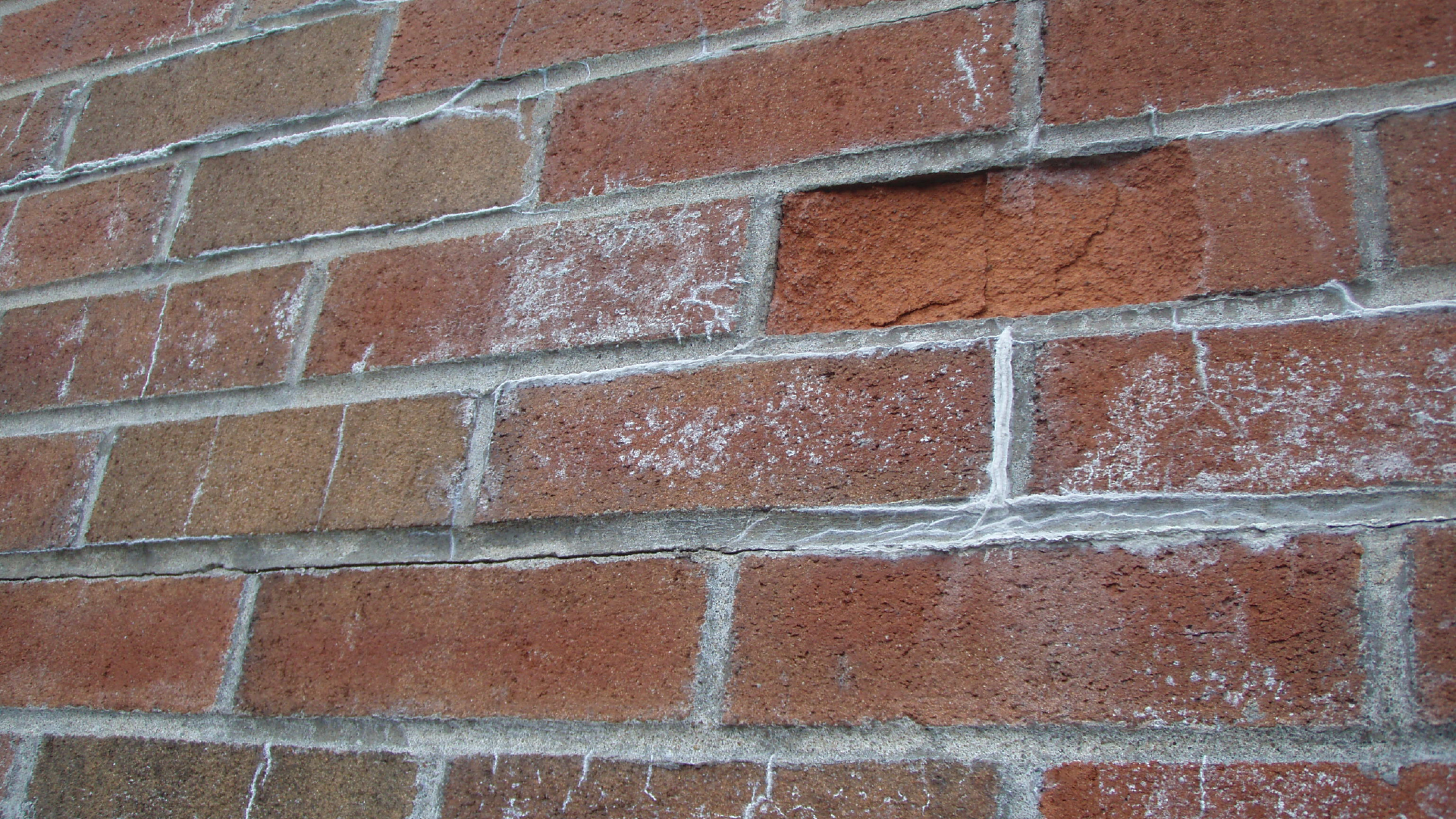 Photograph 3: Cryptoflorescence